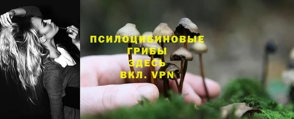 прущие грибы Абаза